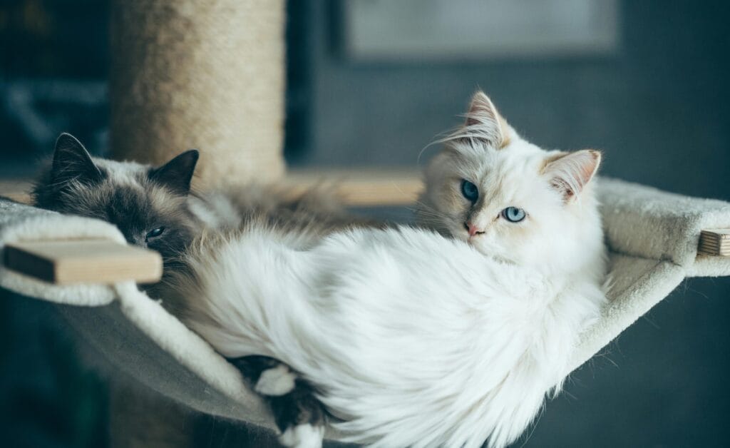 Best Cat Calming Products