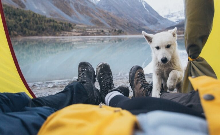 camping products for dogs